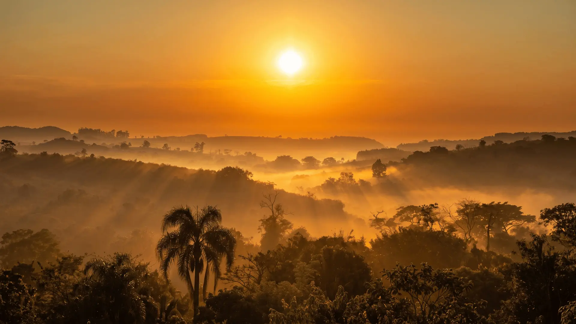 Brazilian Savanna