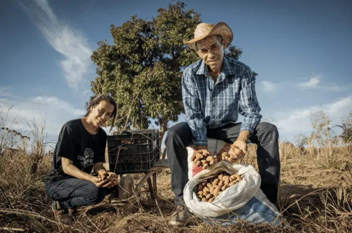 Baru Nuts Processing